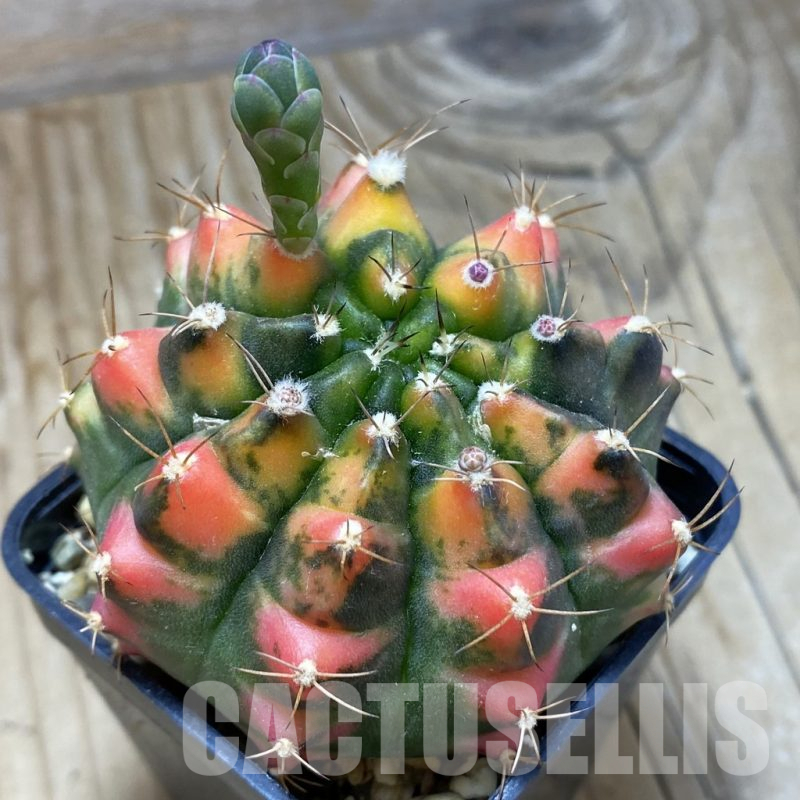 SH3554 Gymnocalycium mihanovichii f. variegata, seedling