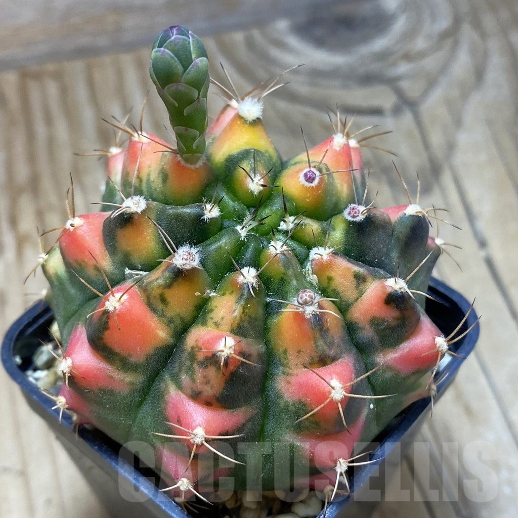SH3554 Gymnocalycium mihanovichii f. variegata, seedling