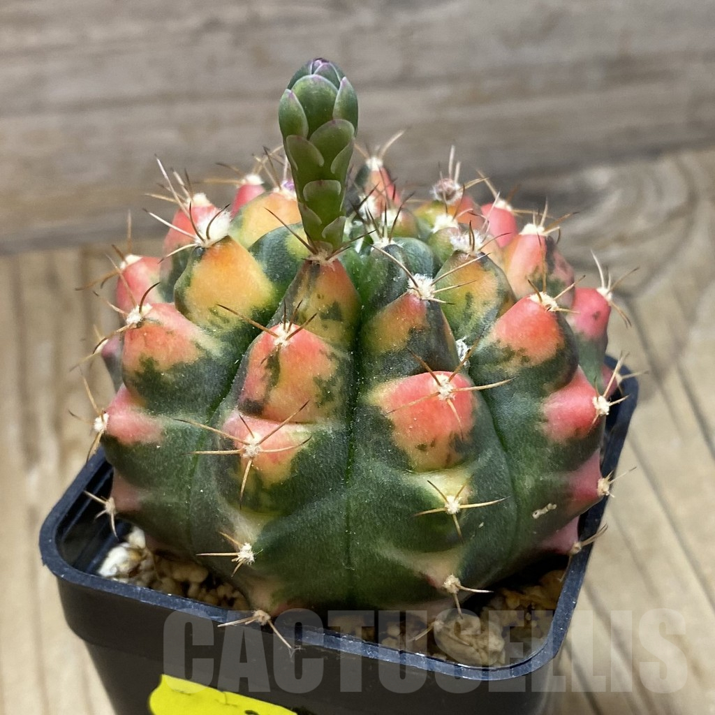 SH3554 Gymnocalycium mihanovichii f. variegata, seedling - Obrázek 2
