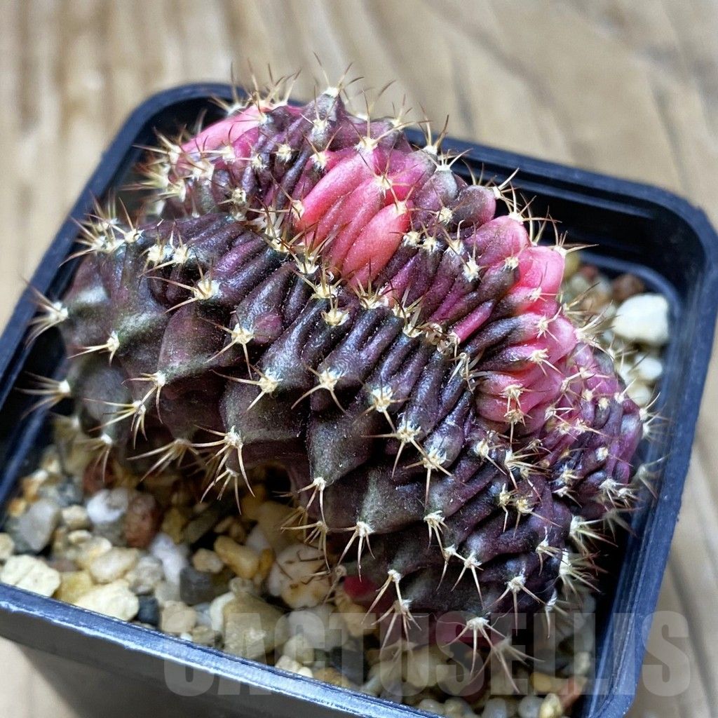 SH2238 Gymnocalycium mihanovichii variegata f. cristata, seedling