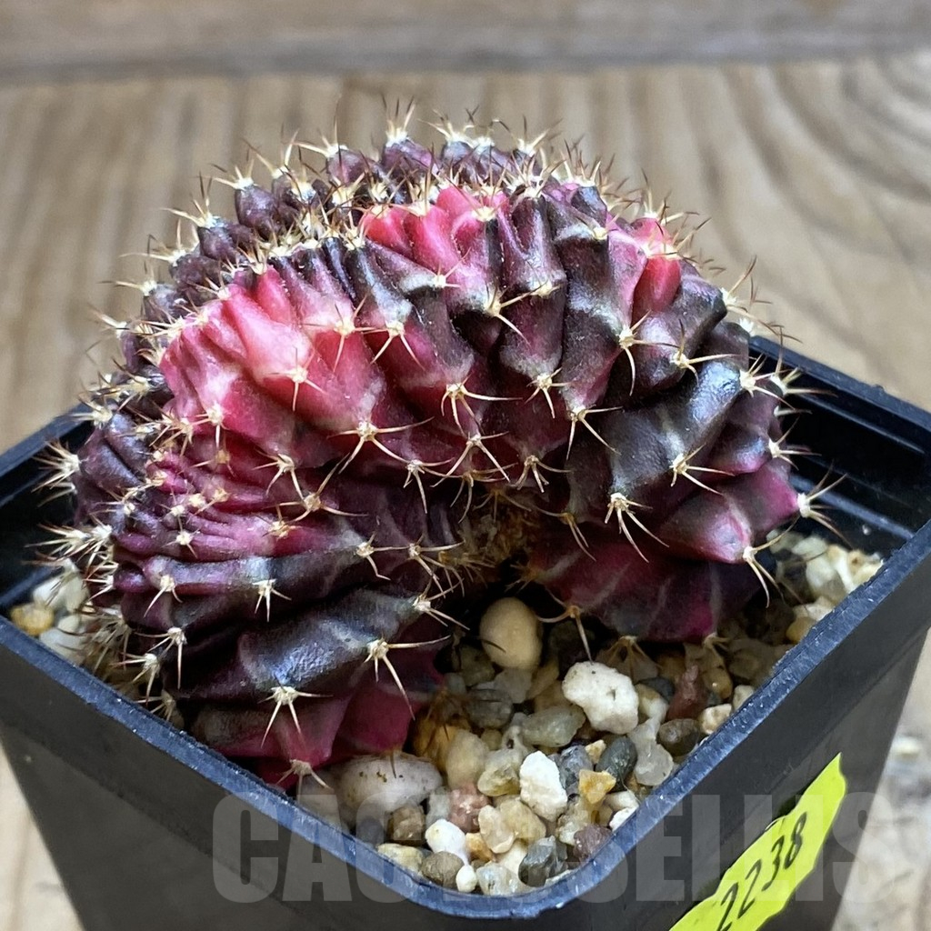 SH2238 Gymnocalycium mihanovichii variegata f. cristata, seedling - Image 2