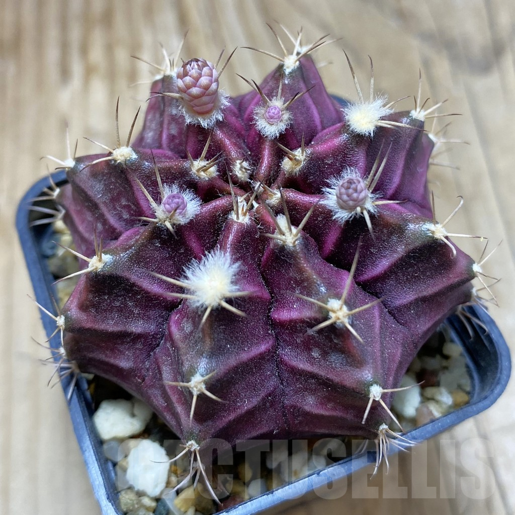 SH2593 Gymnocalycium mihanovichii ‘Black Widow’ x ‘Day Dream’, seedling