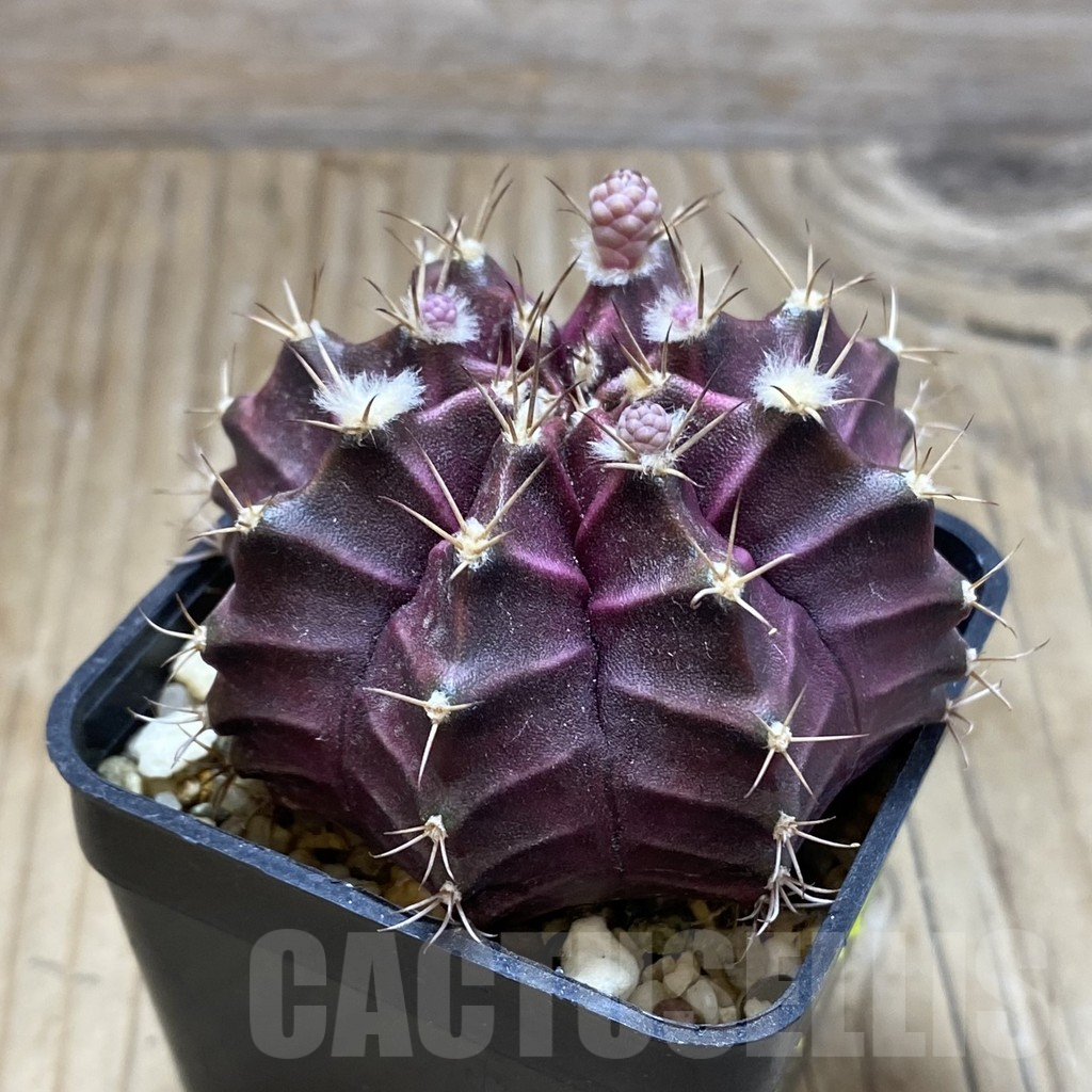 SH2593 Gymnocalycium mihanovichii ‘Black Widow’ x ‘Day Dream’, seedling - Imagen 2