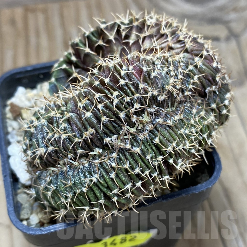 SH3482 Gymnocalycium mihanovichii f. cristata