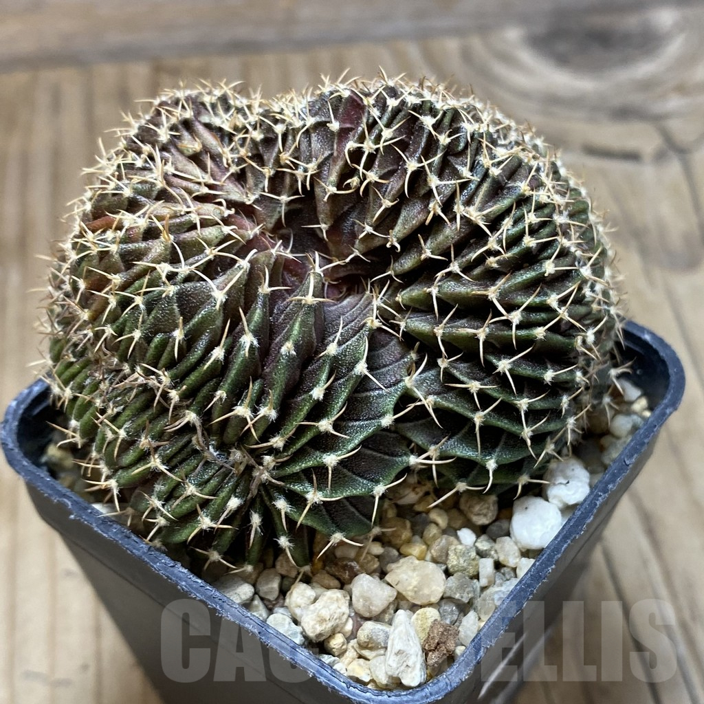 SH3482 Gymnocalycium mihanovichii f. cristata - Зображення 2
