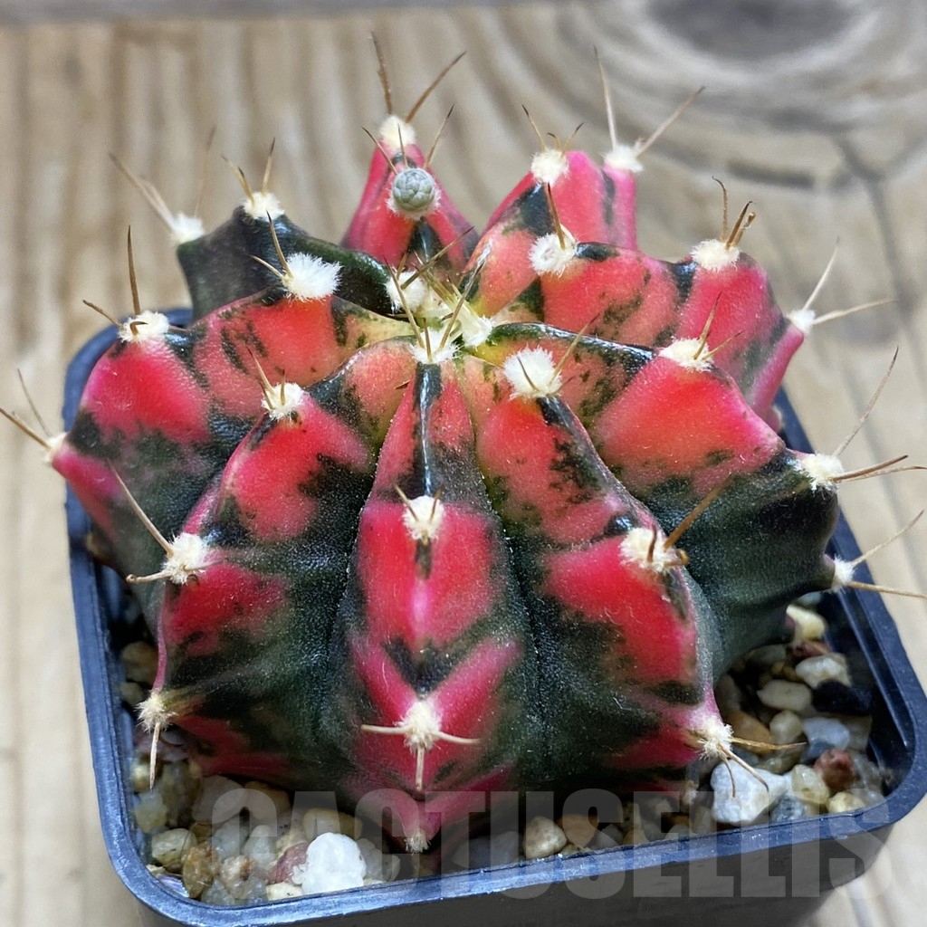 SH2137 Gymnocalycium mihanovichii f. variegata, seedling