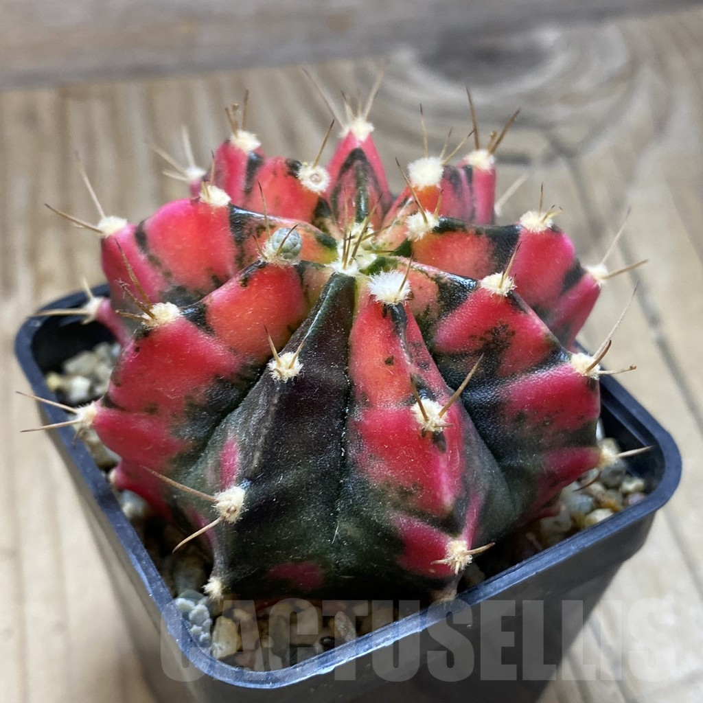 SH2137 Gymnocalycium mihanovichii f. variegata, seedling - immagine 2