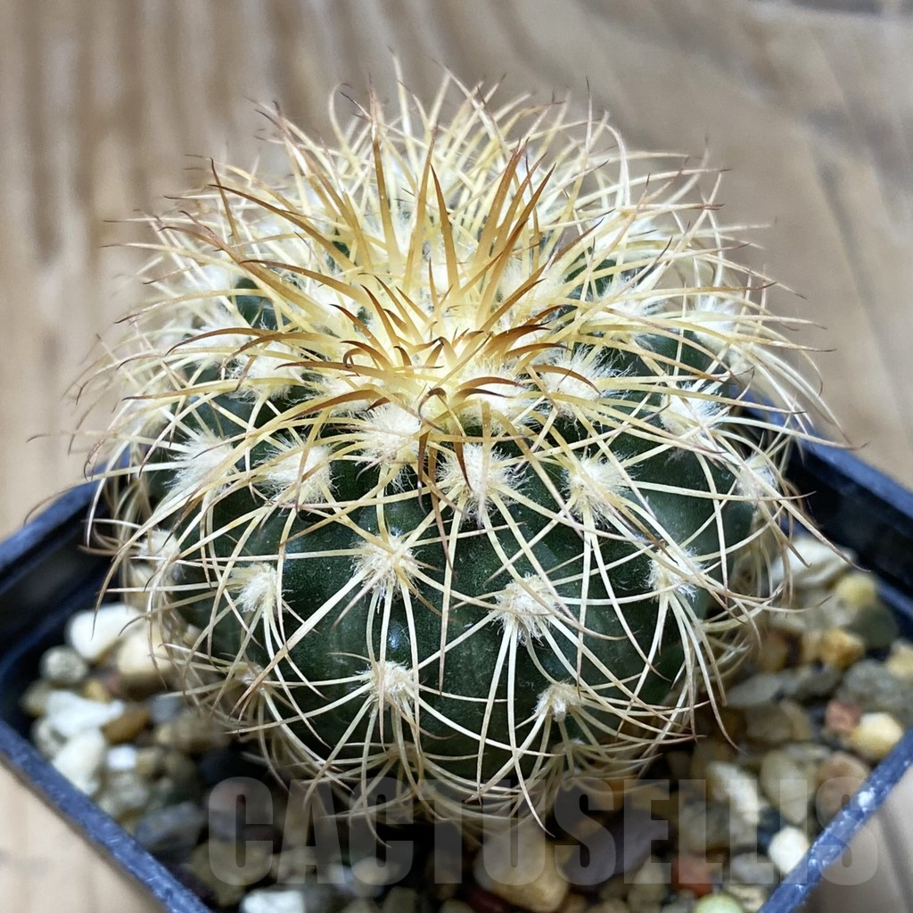 SH2897 Discocactus bahiensis