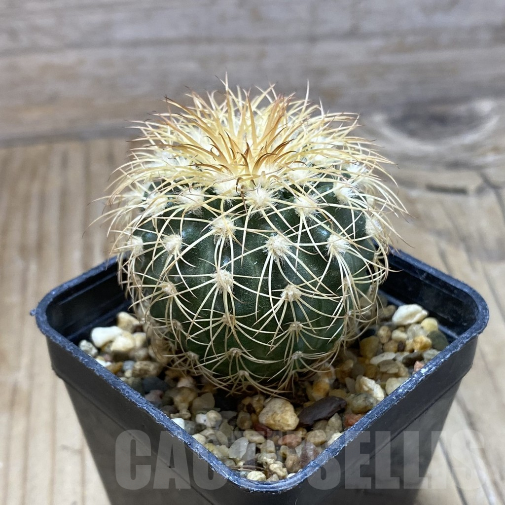 SH2897 Discocactus bahiensis - Imagen 2