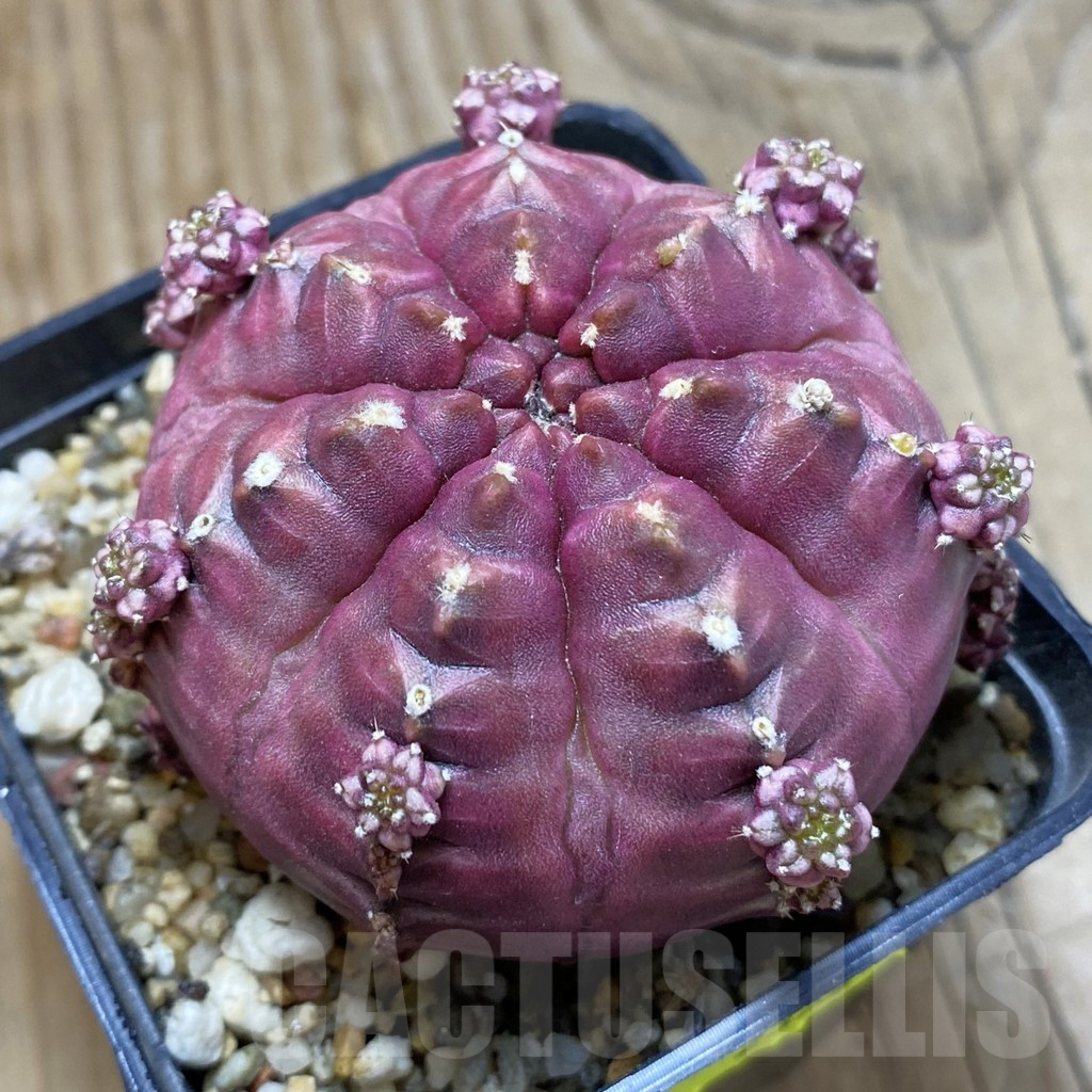 SH2325 Gymnocalycium mihanovichii ‘Day Dream’, seedling