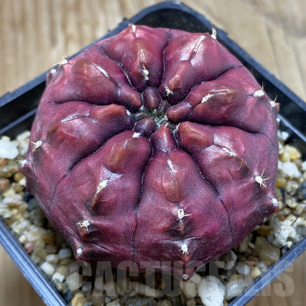 SH2327 Gymnocalycium mihanovichii ‘Day Dream’, seedling