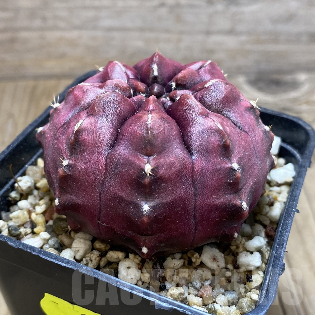 SH2327 Gymnocalycium mihanovichii ‘Day Dream’, seedling - Image 2