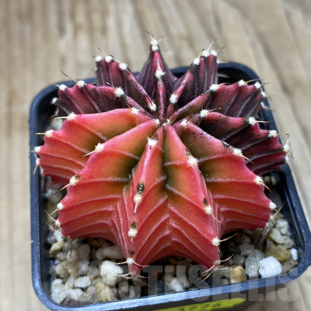 SH3776 Gymnocalycium friedrichii f. variegata, seedling - immagine 3