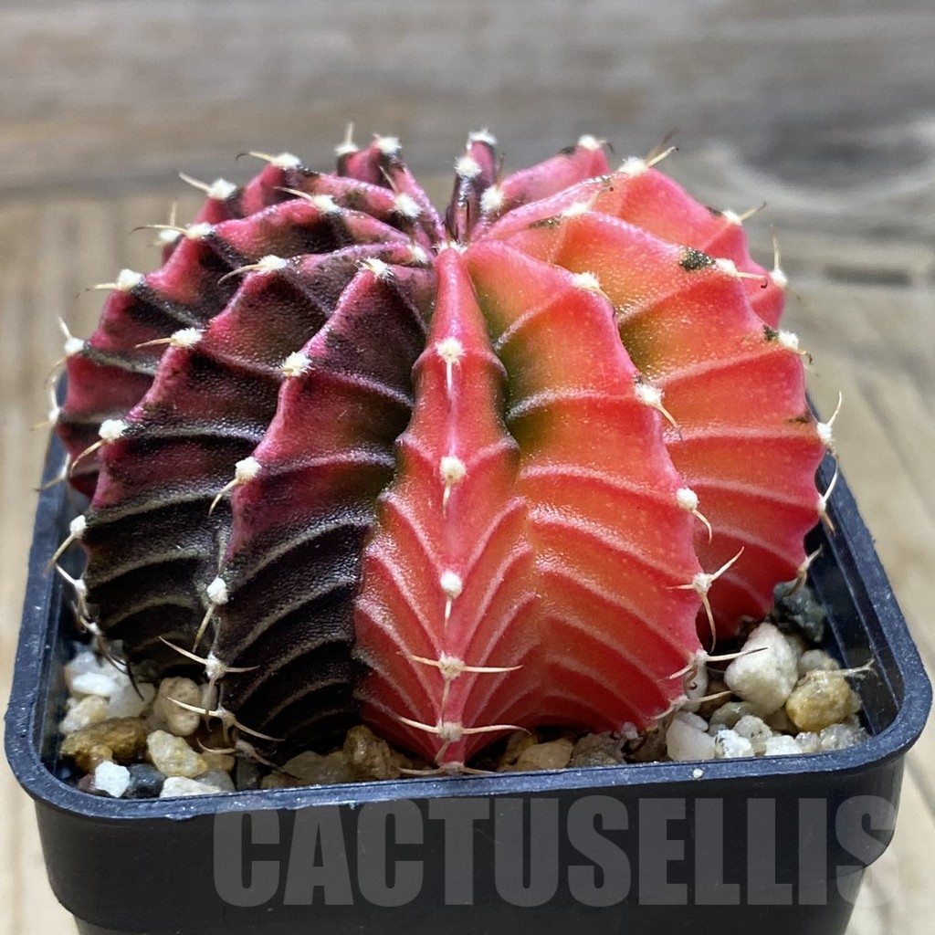 SH3776 Gymnocalycium friedrichii f. variegata, seedling - immagine 2