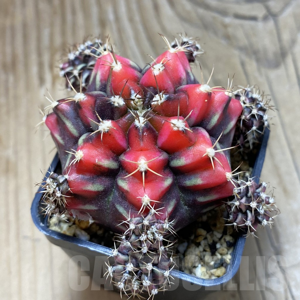 SH2210 Gymnocalycium mihanovichii ‘Sergent Gam’