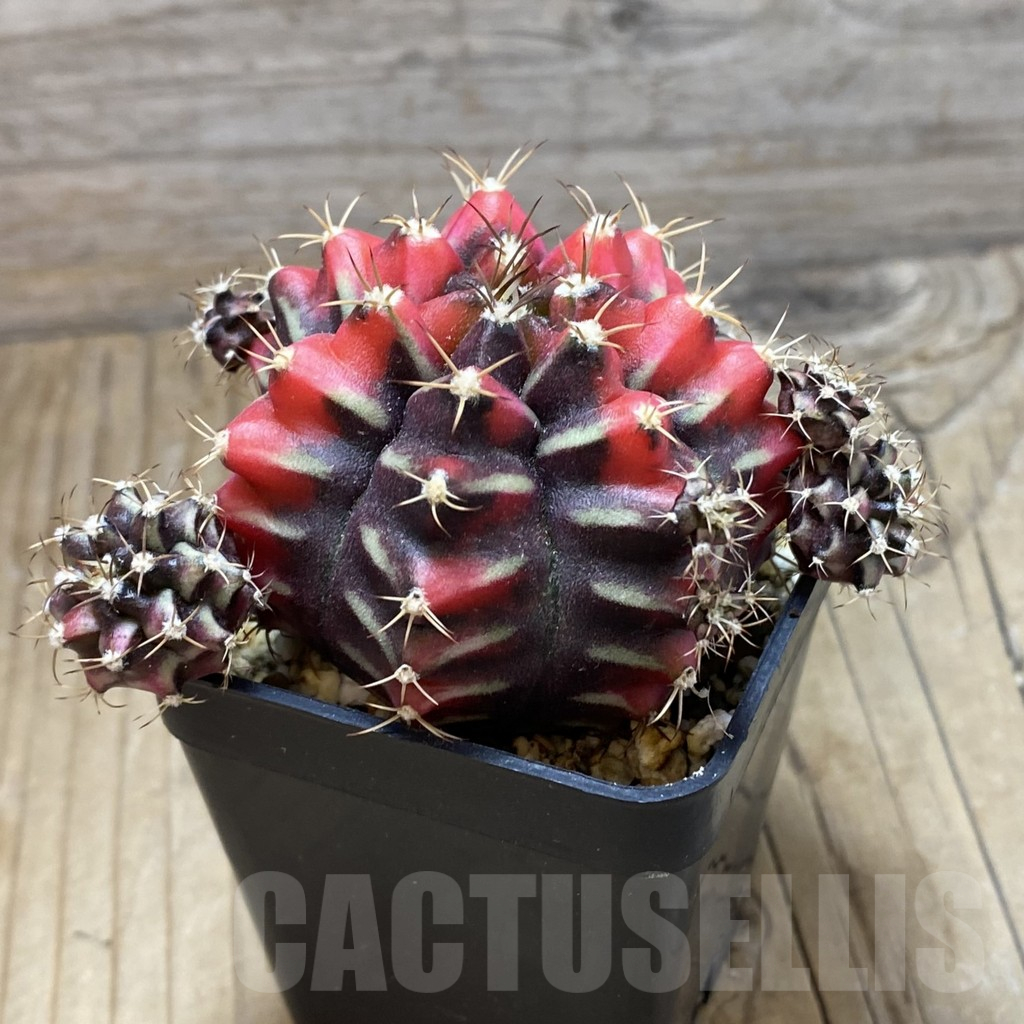 SH2210 Gymnocalycium mihanovichii ‘Sergent Gam’ - Image 2