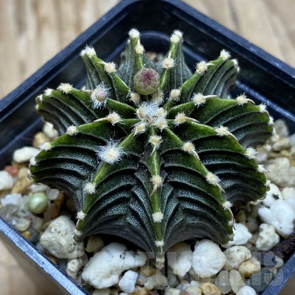 SH2082 Gymnocalycium friedrichii LB