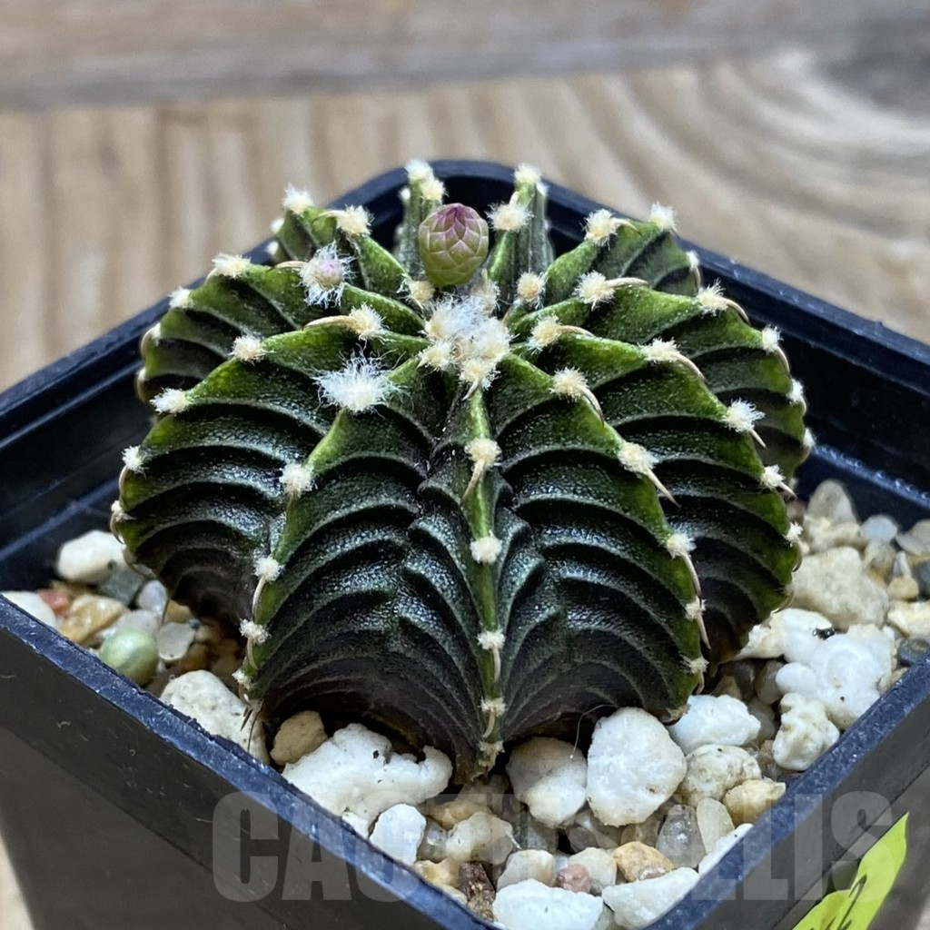 SH2082 Gymnocalycium friedrichii LB - Image 2