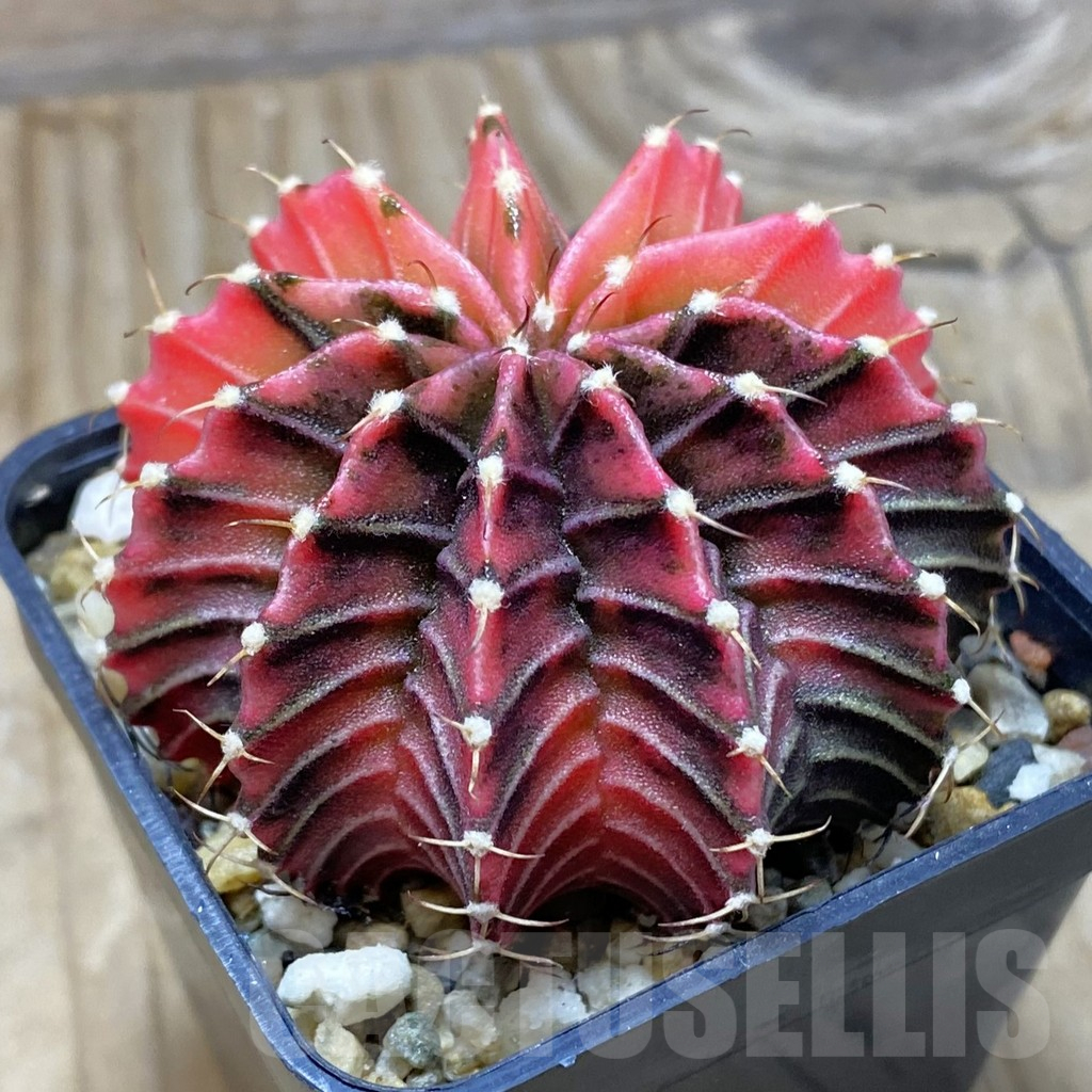 SH3776 Gymnocalycium friedrichii f. variegata, seedling