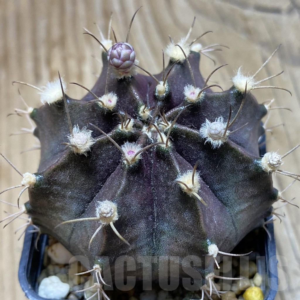 SH2030 Gymnocalycium 'Black Widow' x ‘Day Dream’, seedling