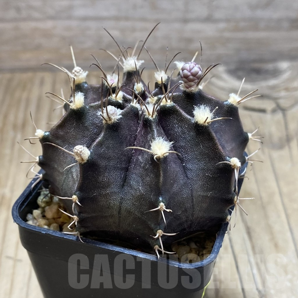 SH2030 Gymnocalycium 'Black Widow' x ‘Day Dream’, seedling - Зображення 2
