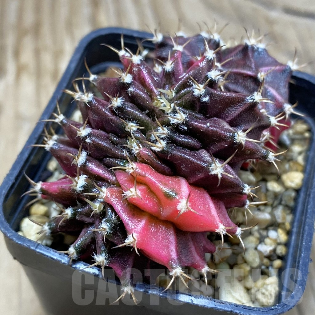 SH2830 Gymnocalycium mihanovichii variegata f. cristata, seedling