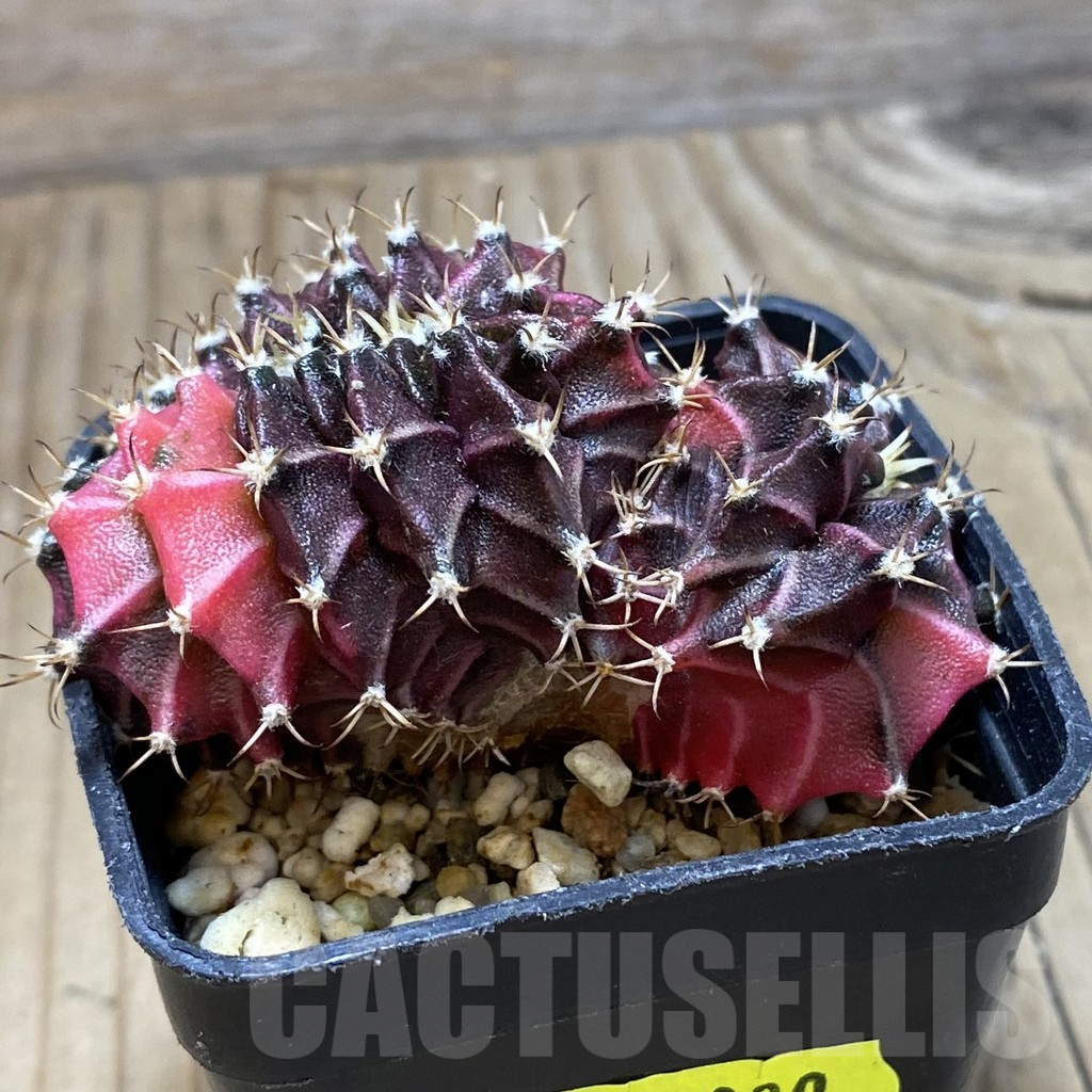 SH2830 Gymnocalycium mihanovichii variegata f. cristata, seedling - immagine 2