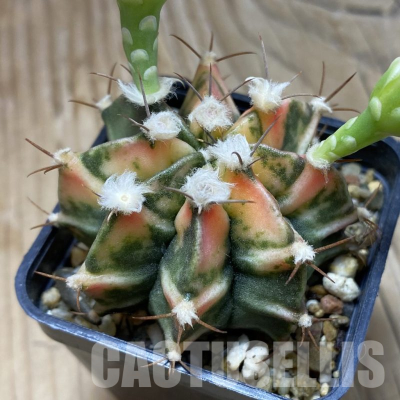 SH2148 Gymnocalycium mihanovichii f. variegata, seedling