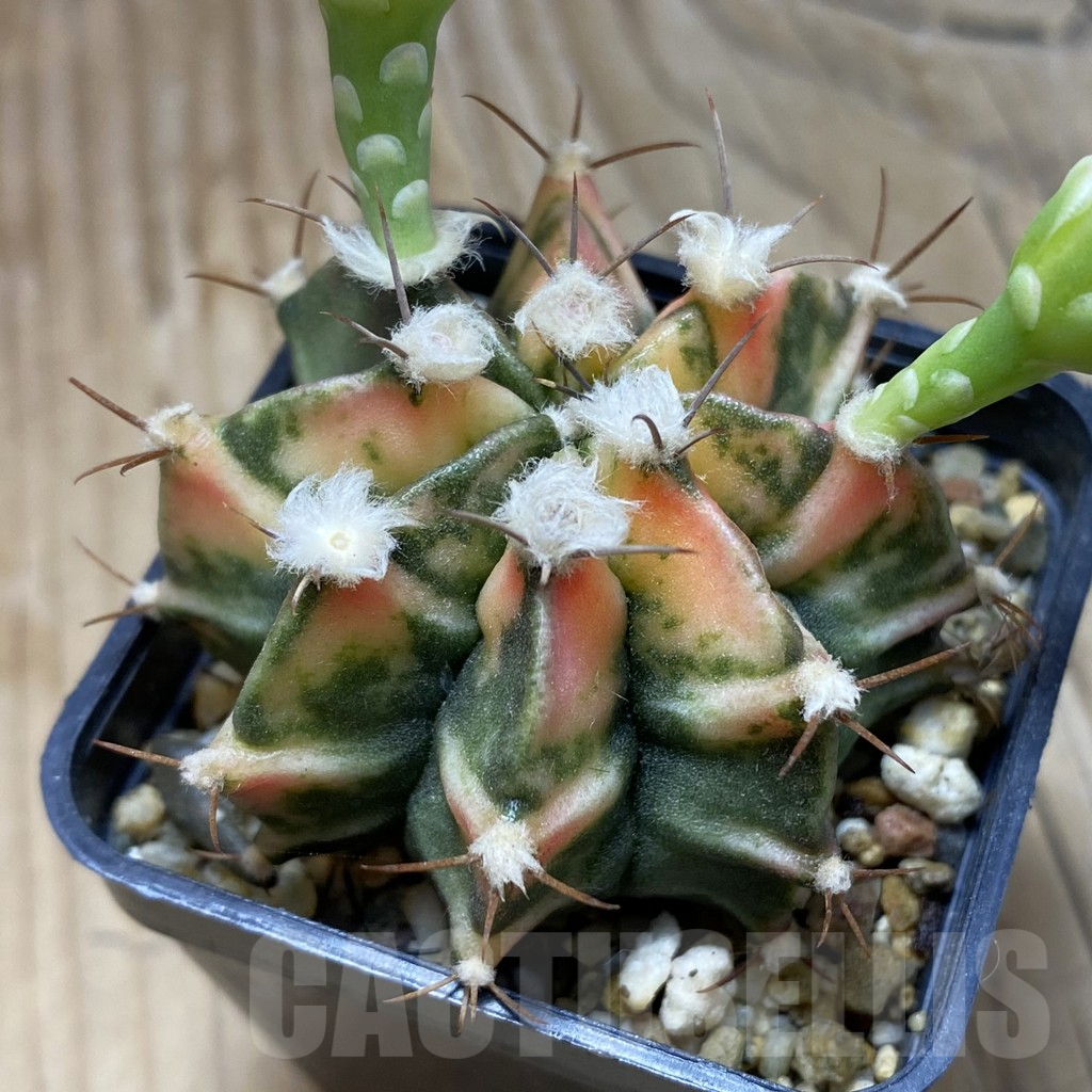 SH2148 Gymnocalycium mihanovichii f. variegata, seedling