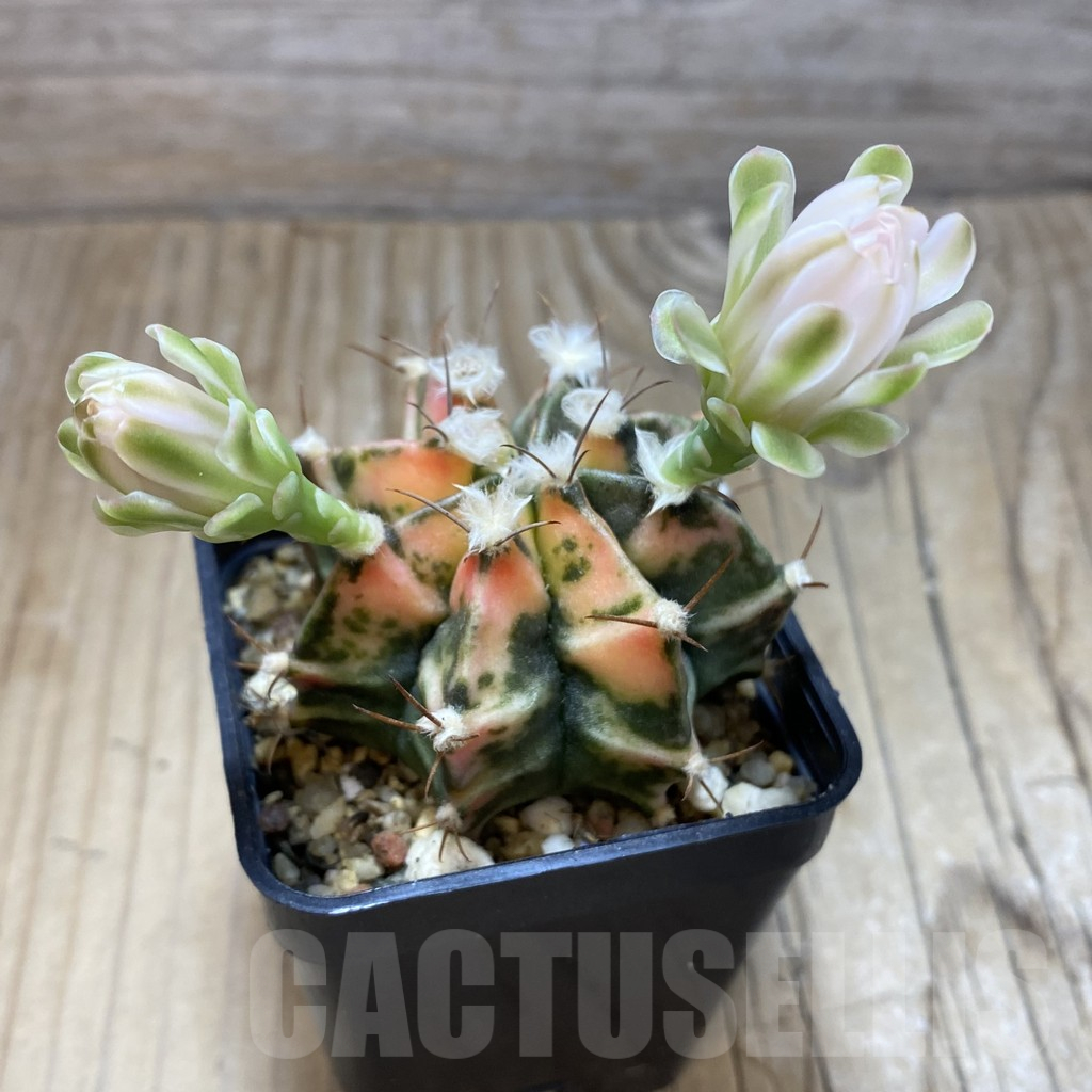 SH2148 Gymnocalycium mihanovichii f. variegata, seedling - immagine 2