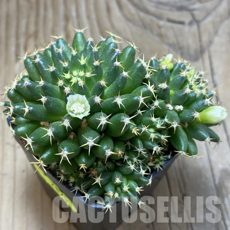 SH2875 Mammillaria camptotricha ‘Bru’, seedling