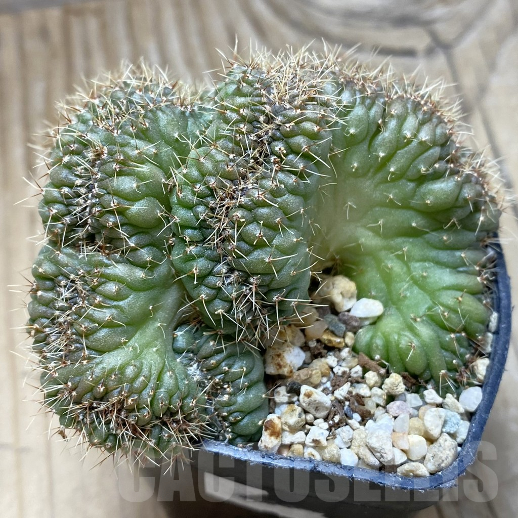 SH3316 Gymnocalycium sp. f cristata