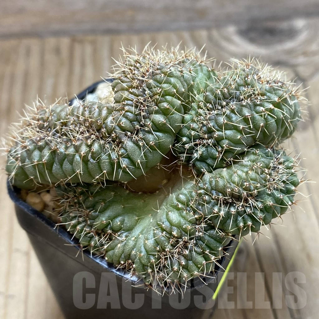 SH3316 Gymnocalycium sp. f cristata - Image 2