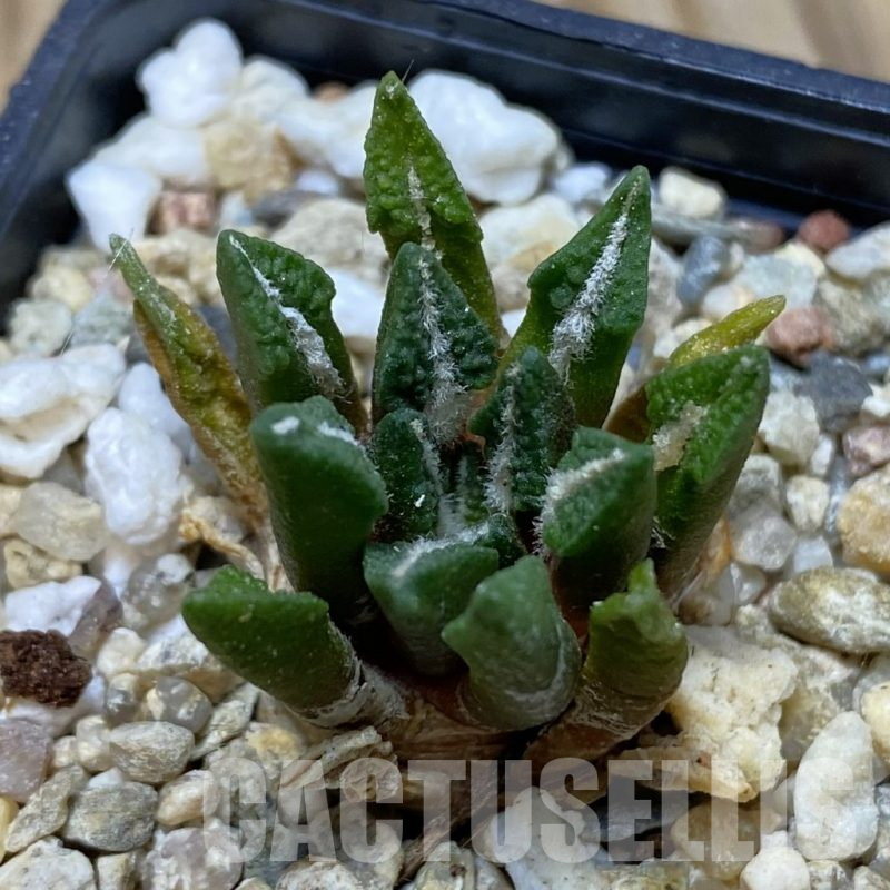 SH1807 Ariocarpus kotschoubeyanus hybrid, seedling, own roots