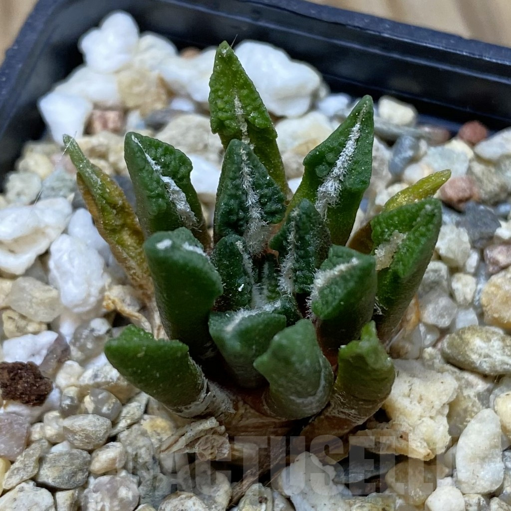 SH1807 Ariocarpus kotschoubeyanus hybrid, seedling, own roots