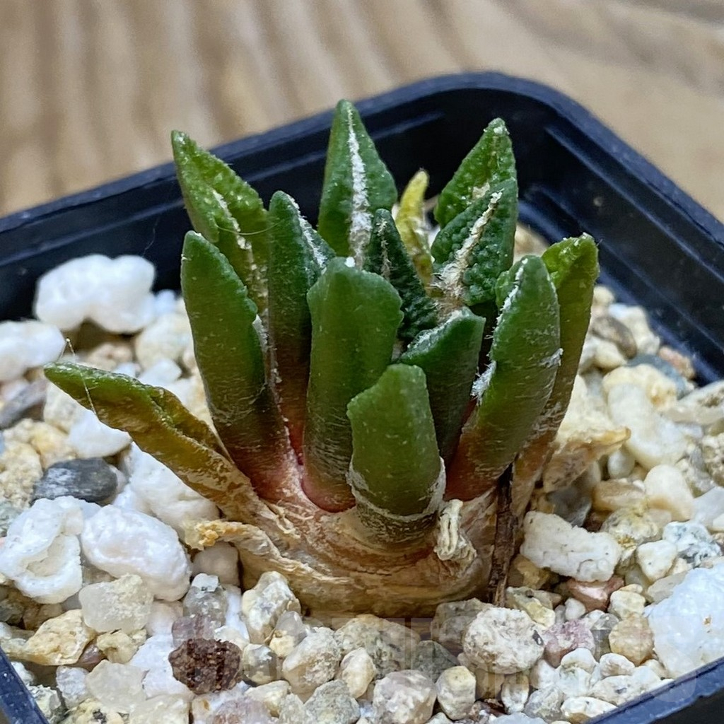 SH1807 Ariocarpus kotschoubeyanus hybrid, seedling, own roots - 画像 (2)