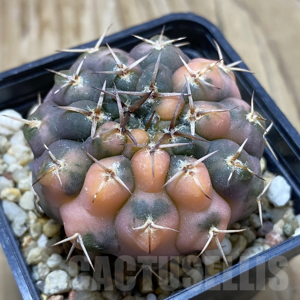 SH3226 Gymnocalycium stellatum f. variegata