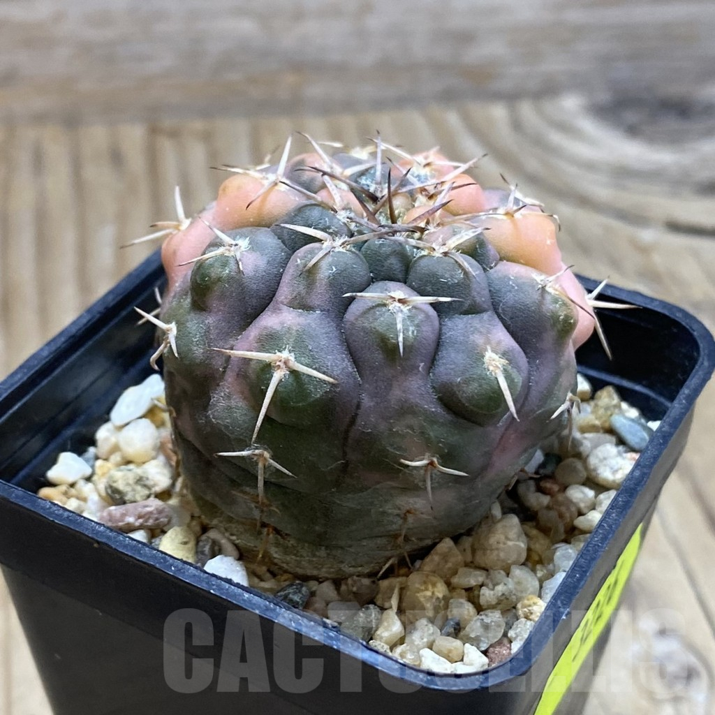 SH3226 Gymnocalycium stellatum f. variegata - Image 2