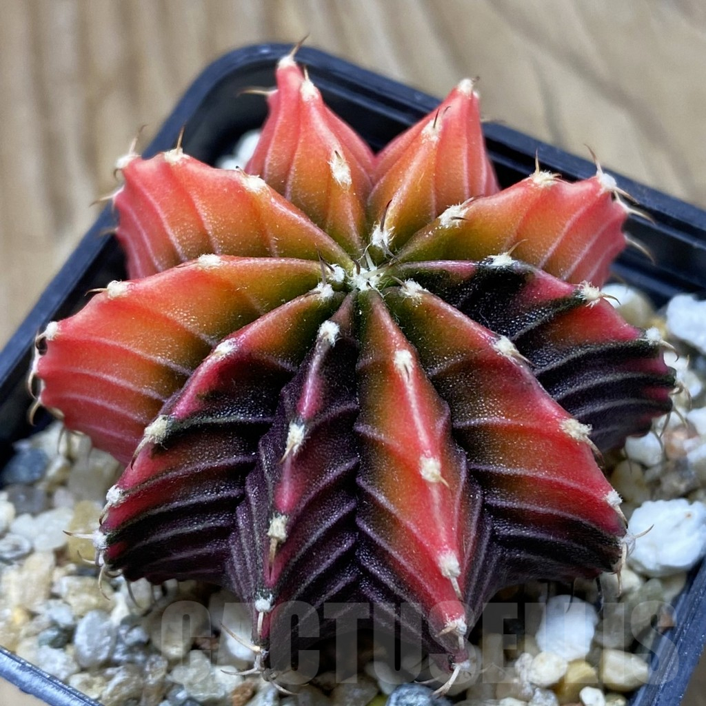 SH18001 Gymnocalycium friedrichii f. variegata, seedling