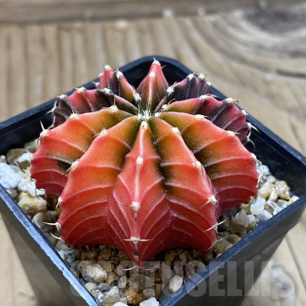 SH18001 Gymnocalycium friedrichii f. variegata, seedling - Image 2