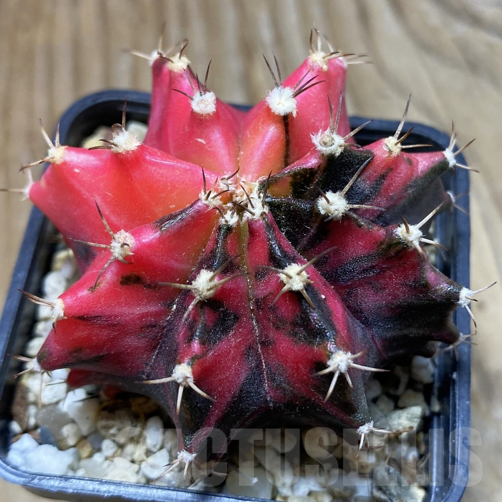 SH18007 Gymnocalycium mihanovichii f. variegata, seedling