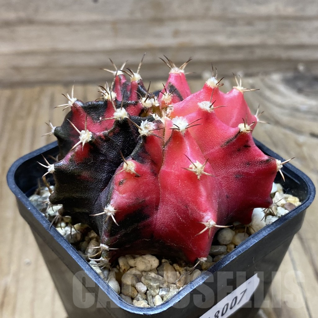 SH18007 Gymnocalycium mihanovichii f. variegata, seedling - 画像 (2)