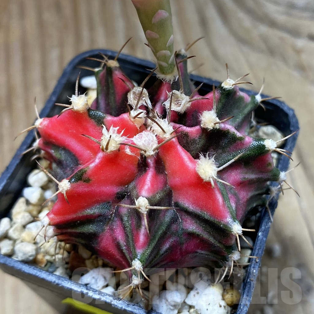 SH18009 Gymnocalycium mihanovichii f. variegata, seedling