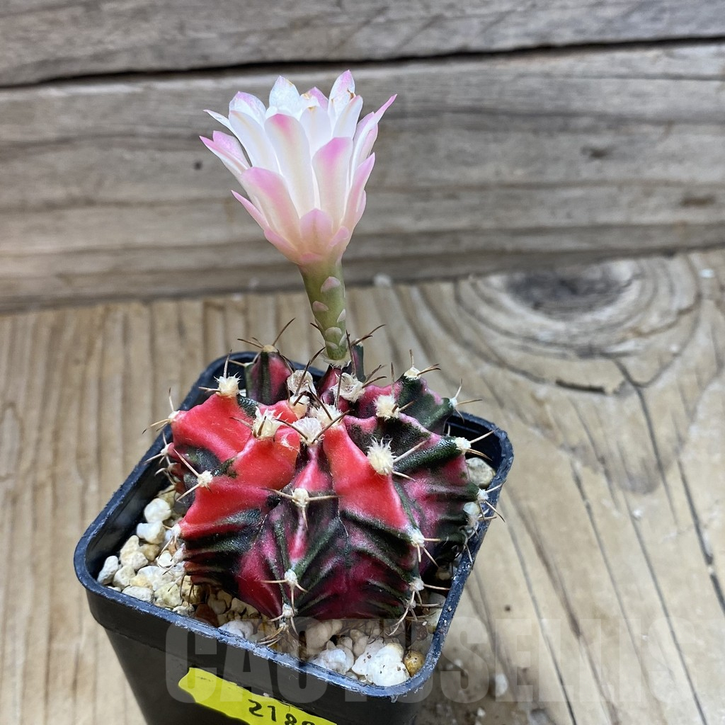 SH18009 Gymnocalycium mihanovichii f. variegata, seedling - Image 2