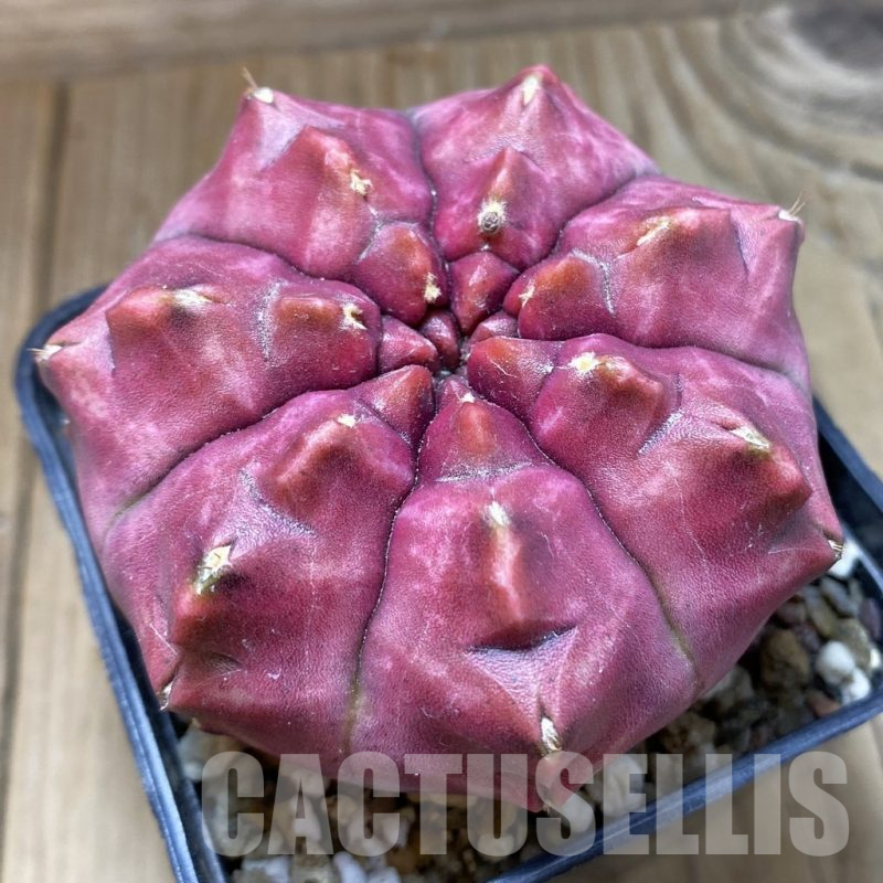 SH17959 Gymnocalycium mihanovichii 'Day Dream', seedling