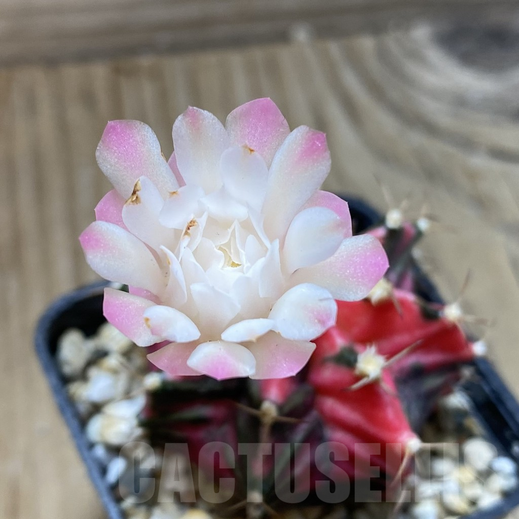SH18009 Gymnocalycium mihanovichii f. variegata, seedling - Image 3
