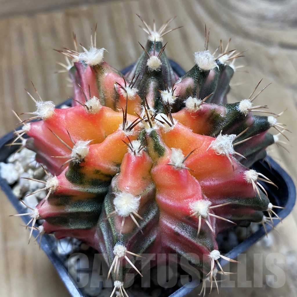 SH18010 Gymnocalycium mihanovichii f. variegata, seedling