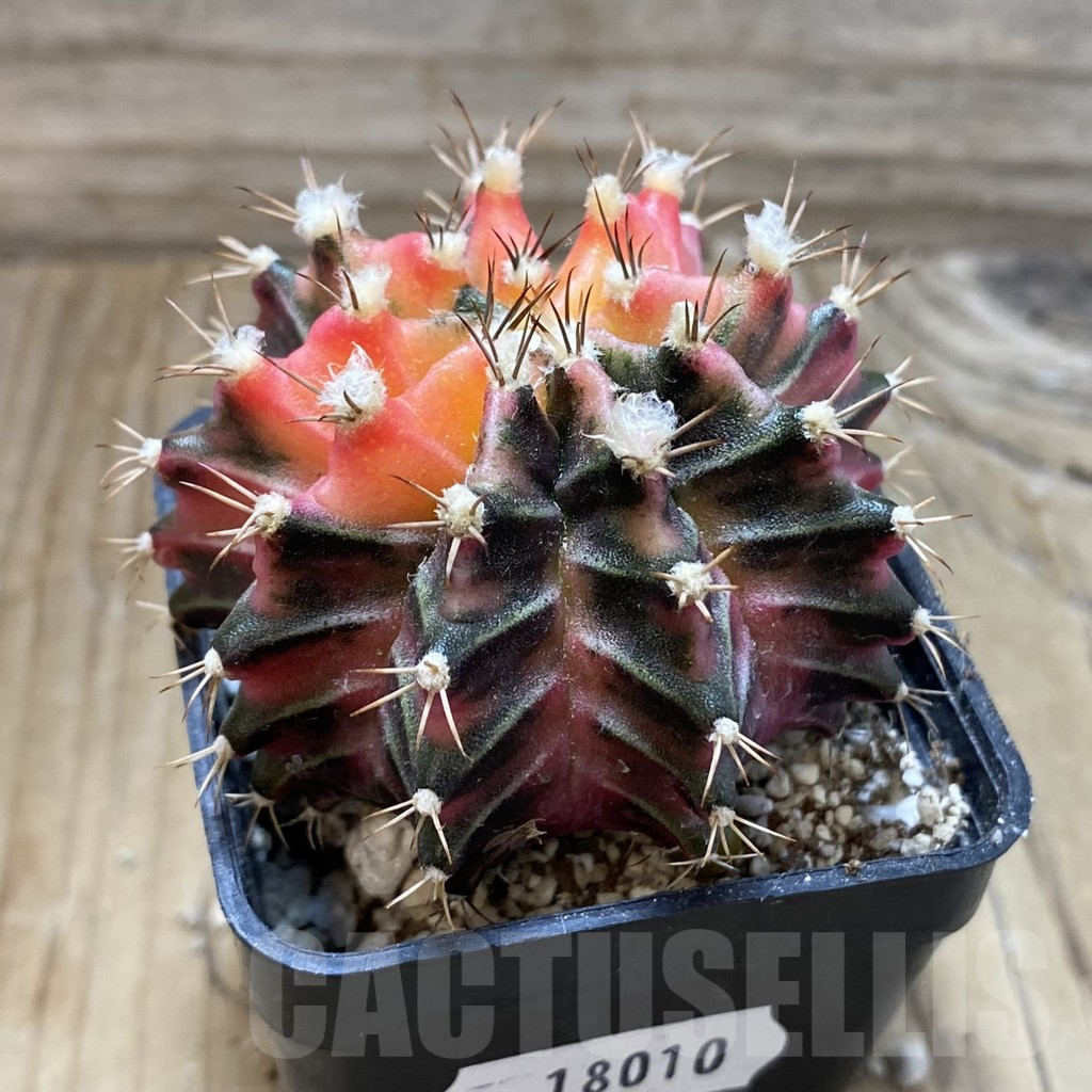 SH18010 Gymnocalycium mihanovichii f. variegata, seedling - immagine 2