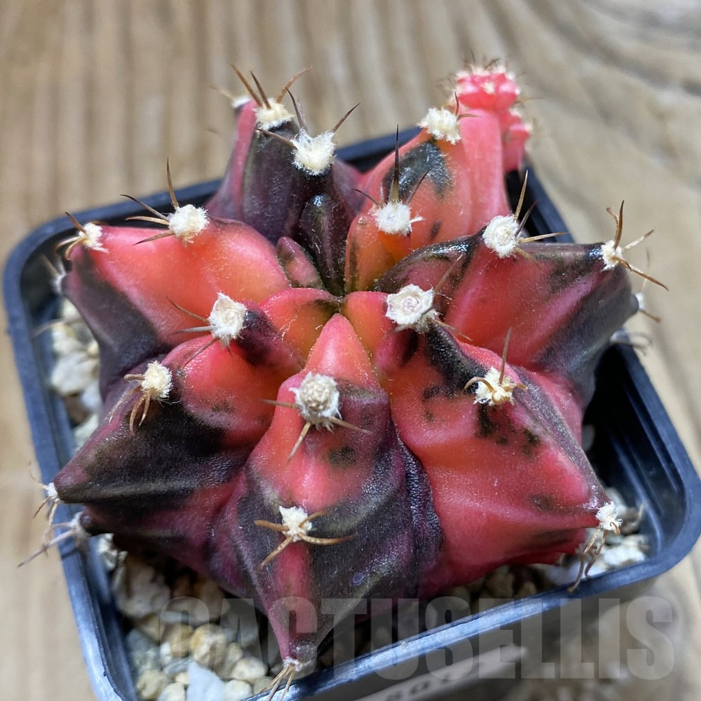 SH18012 Gymnocalycium mihanovichii f. variegata, seedling