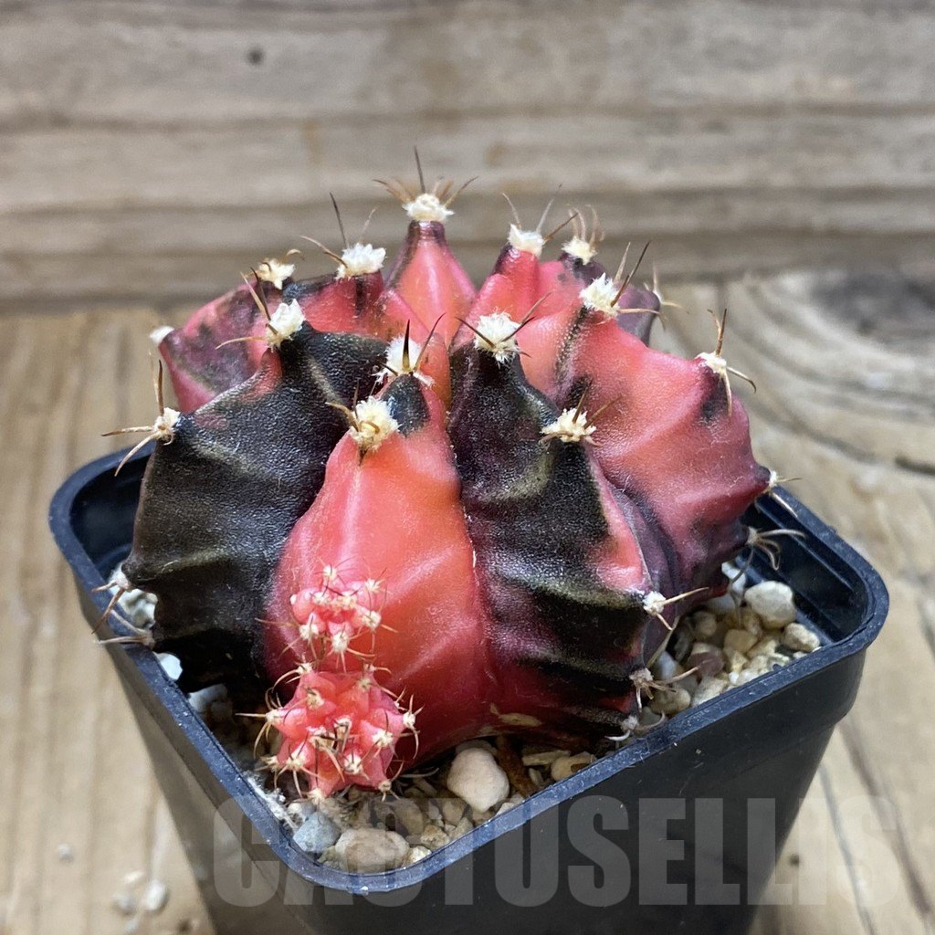 SH18012 Gymnocalycium mihanovichii f. variegata, seedling - immagine 2